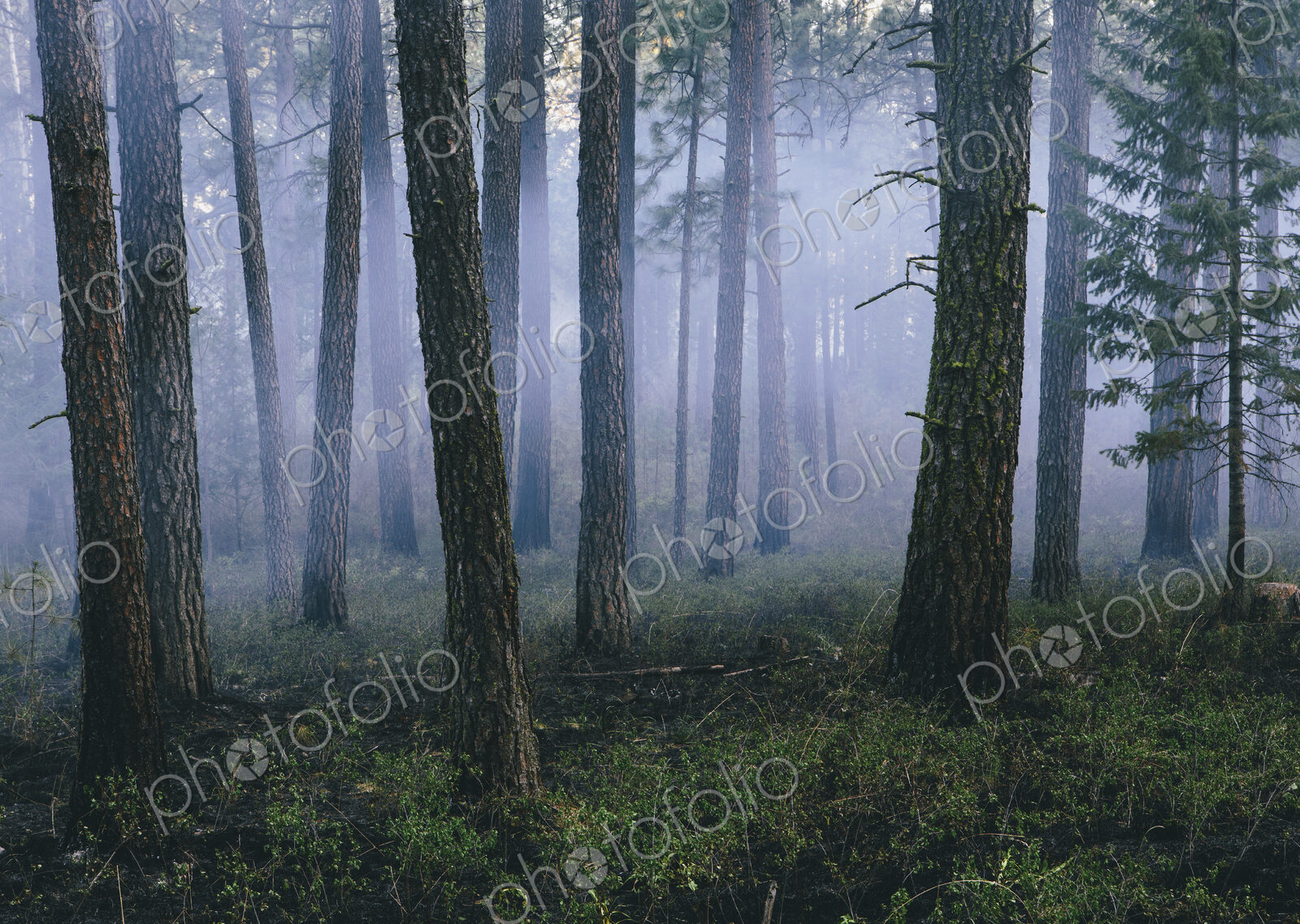 A controlled forest burn, a deliberate fire set to create a healthier and more…