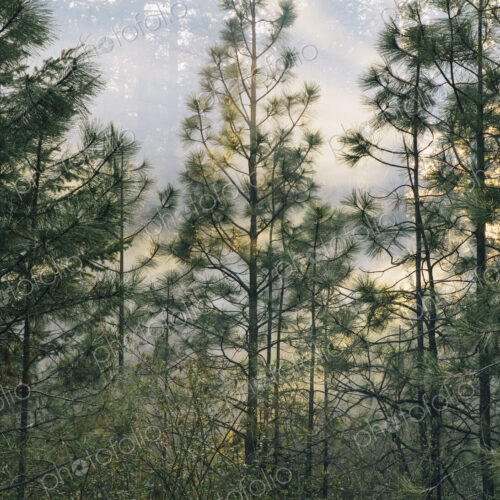 A controlled forest burn, a deliberate fire set to create a healthier and more…