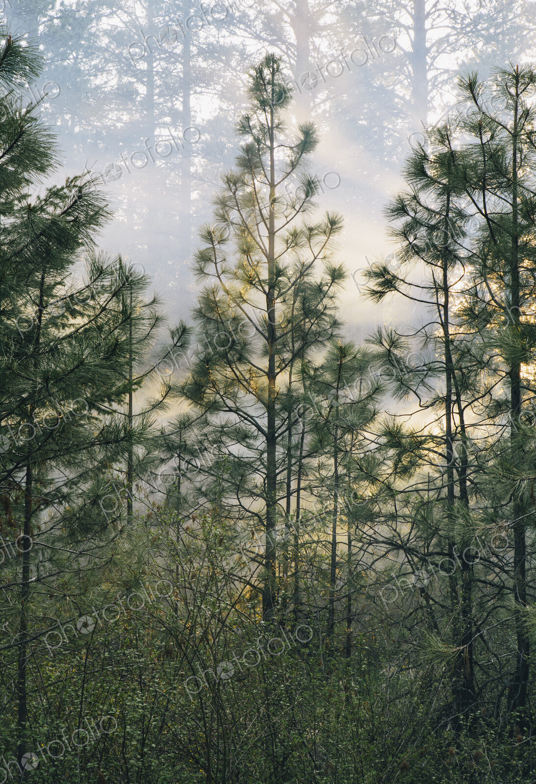 A controlled forest burn, a deliberate fire set to create a healthier and more…