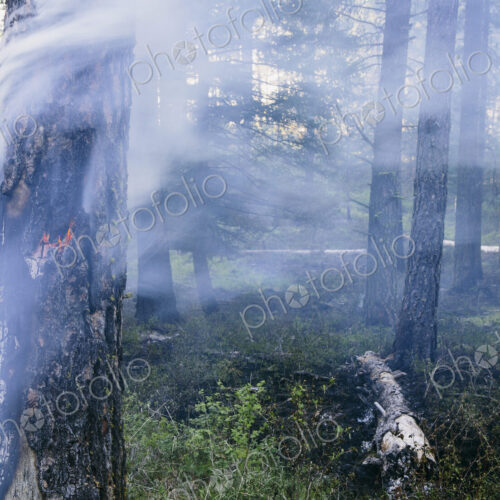 A controlled forest burn, a deliberate fire set to create a healthier and more…