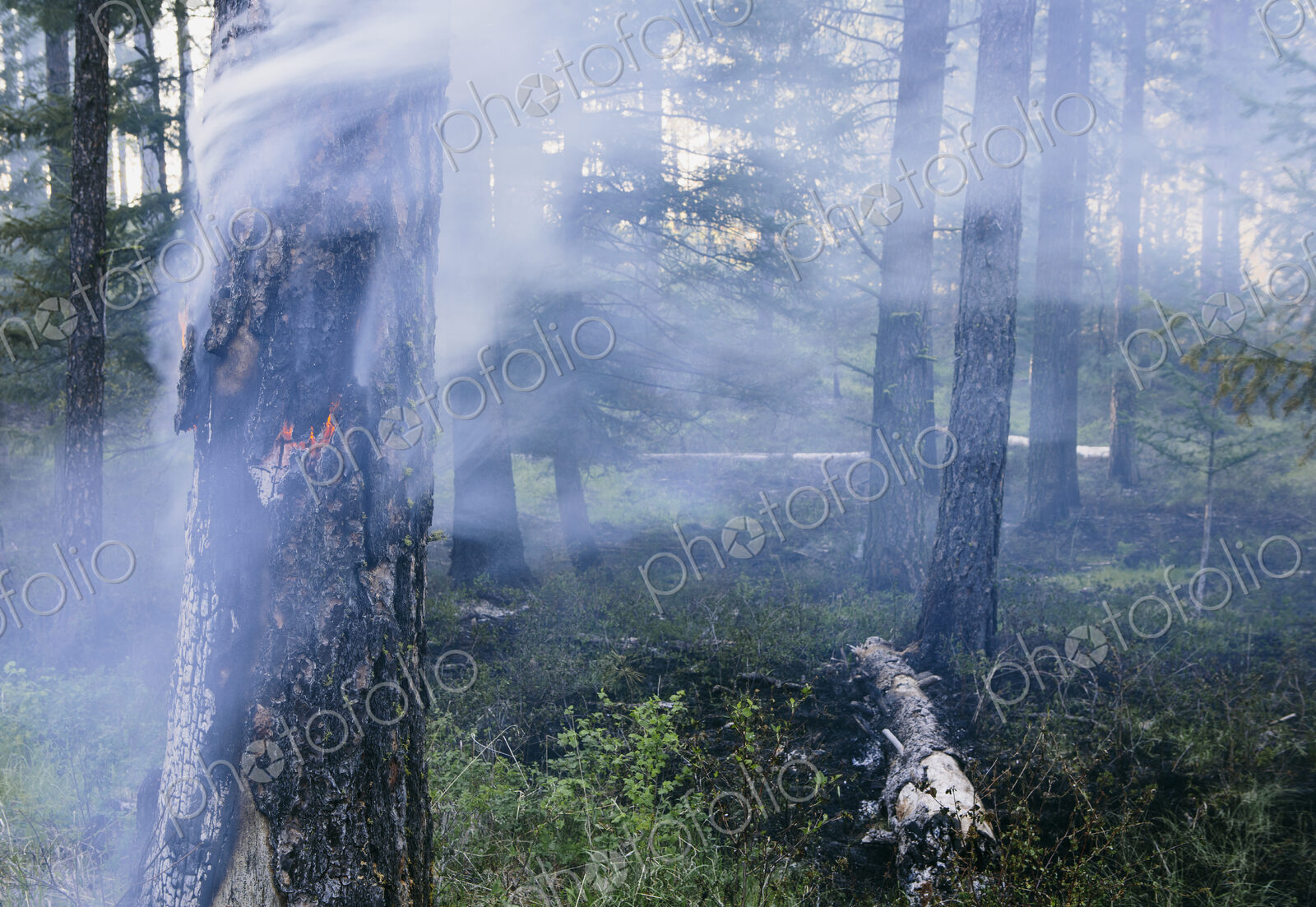 A controlled forest burn, a deliberate fire set to create a healthier and more…