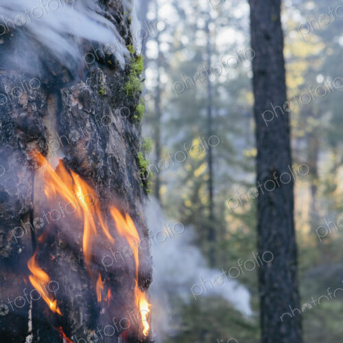 A controlled forest burn, a deliberate fire set to create a healthier and more…