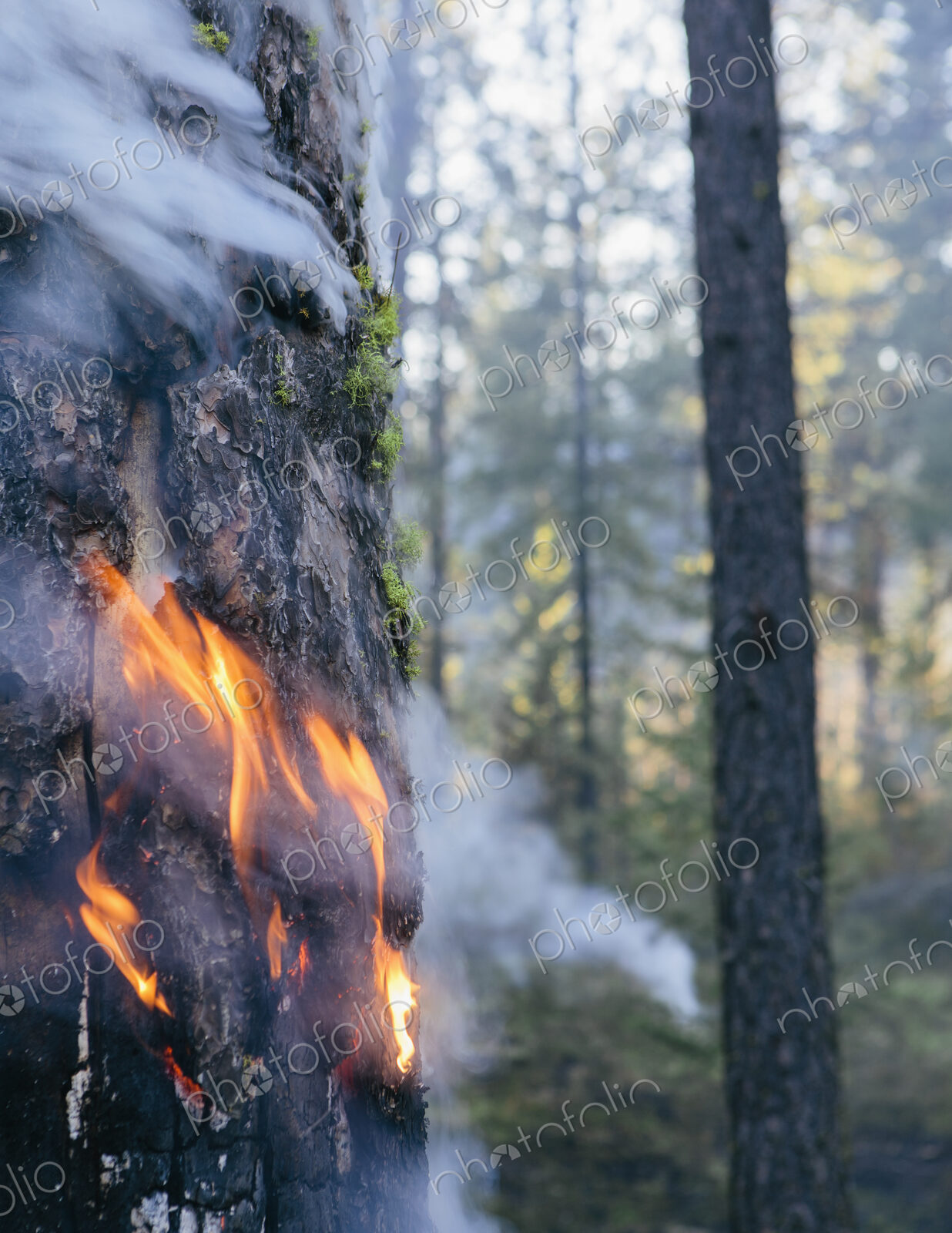 A controlled forest burn, a deliberate fire set to create a healthier and more…
