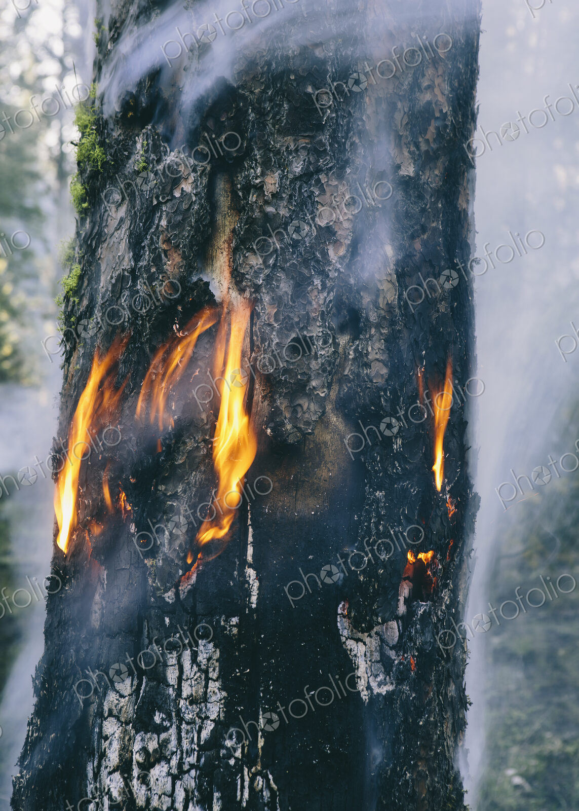 A controlled forest burn, a deliberate fire set to create a healthier and more…