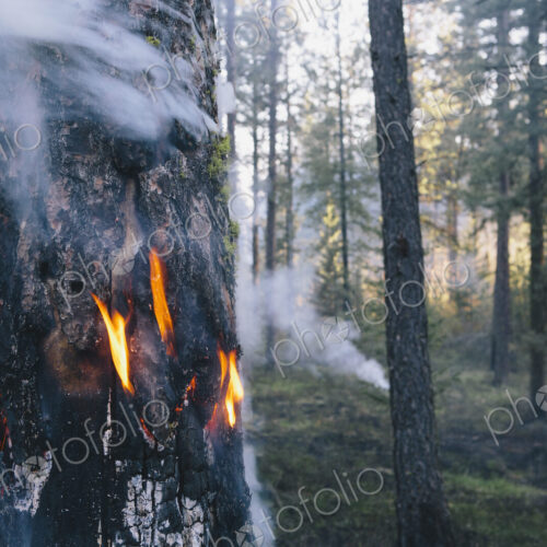A controlled forest burn, a deliberate fire set to create a healthier and more…