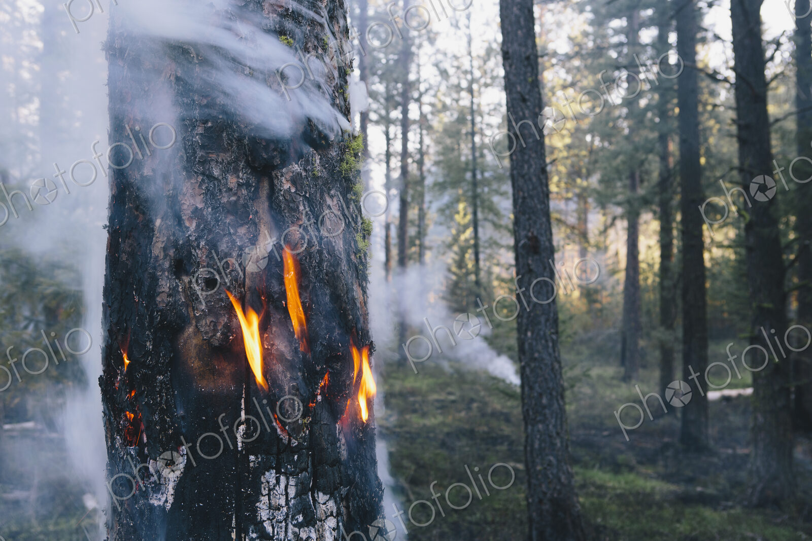 A controlled forest burn, a deliberate fire set to create a healthier and more…