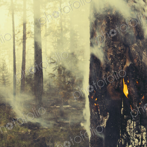 A controlled forest burn, a deliberate fire set to create a healthier and more…