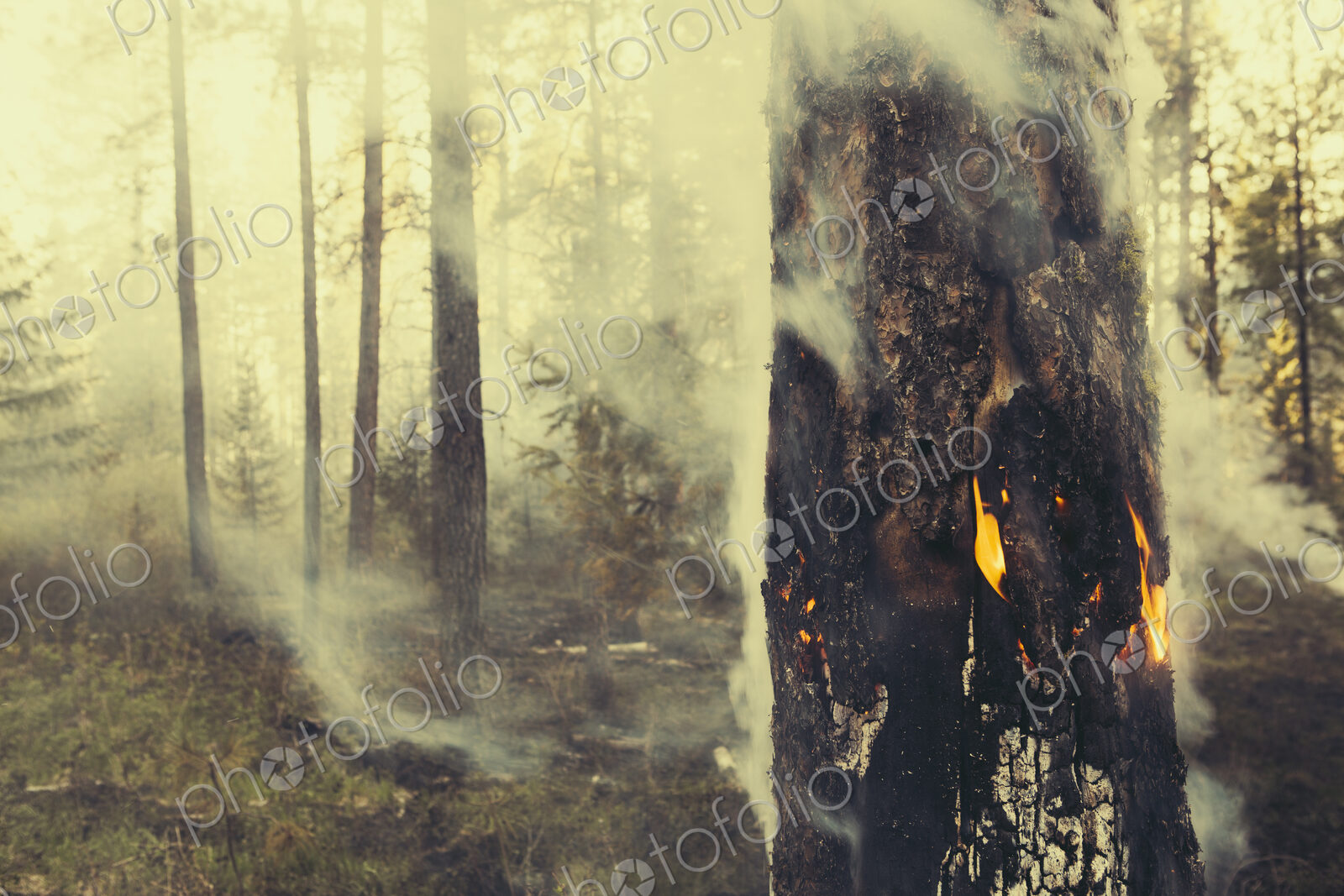 A controlled forest burn, a deliberate fire set to create a healthier and more…
