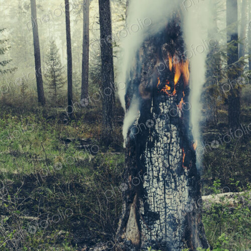 A controlled forest burn, a deliberate fire set to create a healthier and more…