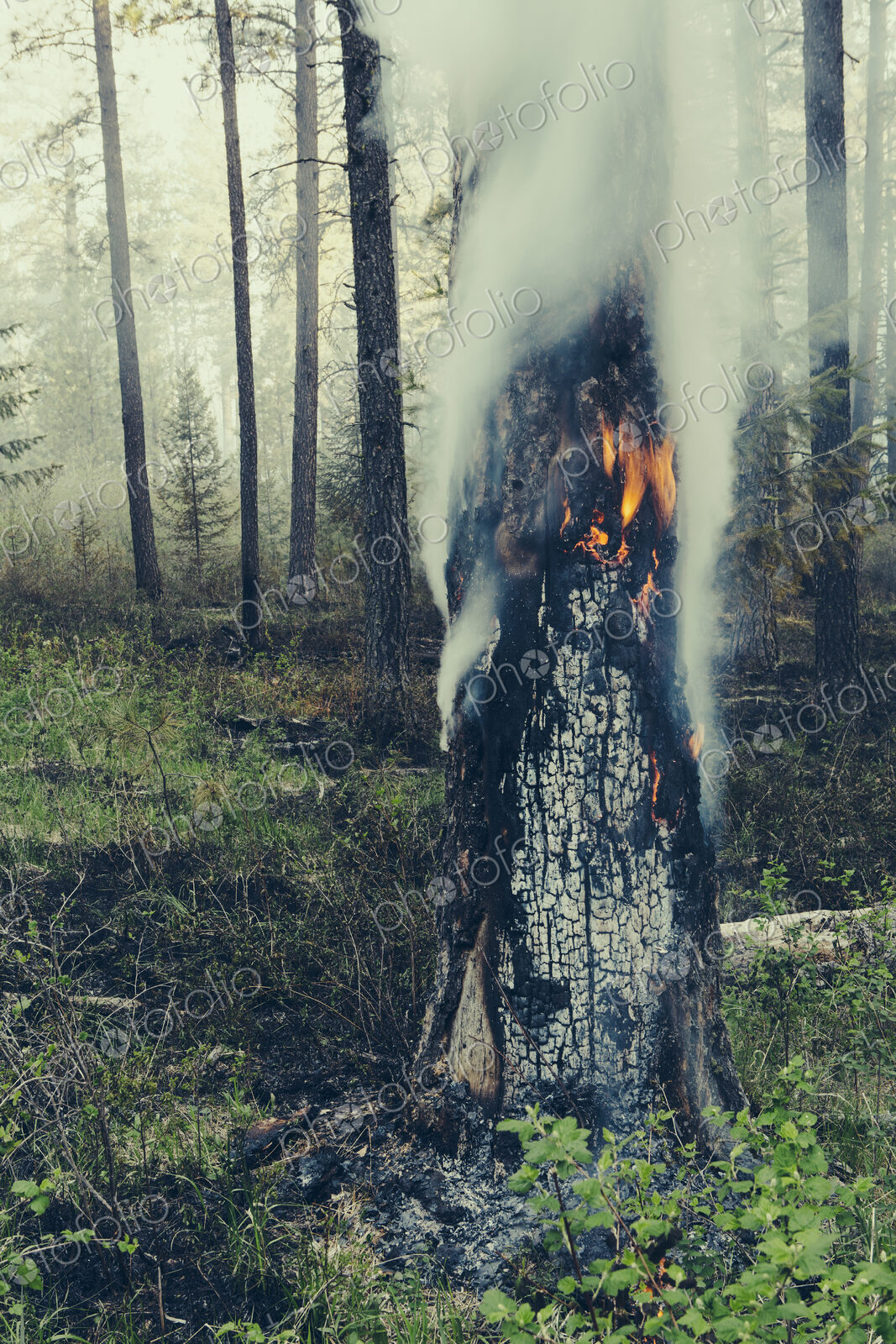A controlled forest burn, a deliberate fire set to create a healthier and more…