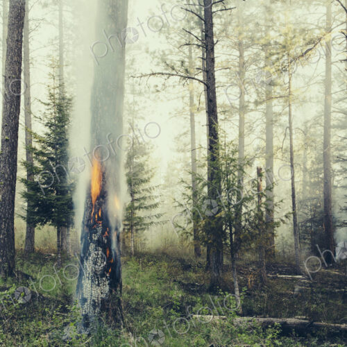 A controlled forest burn, a deliberate fire set to create a healthier and more…