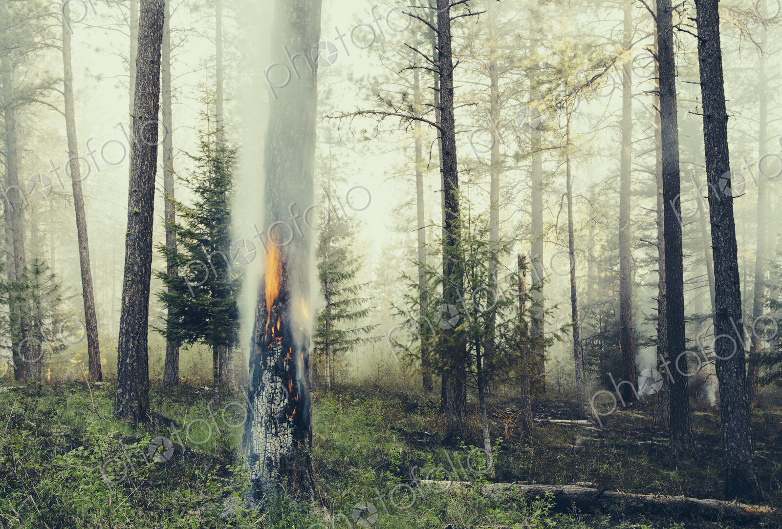 A controlled forest burn, a deliberate fire set to create a healthier and more…