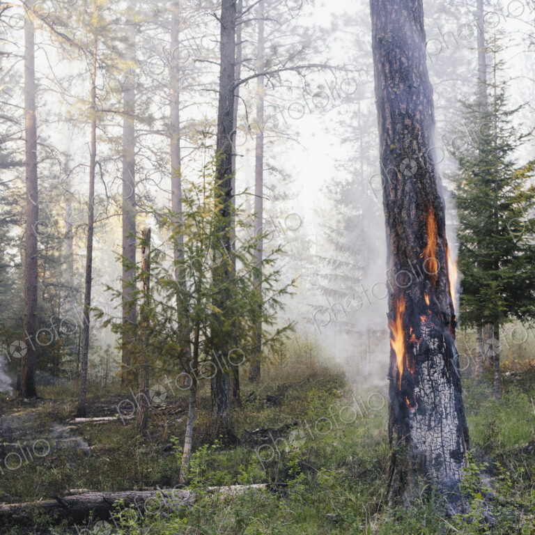 A controlled forest burn, a deliberate fire set to create a healthier and more…