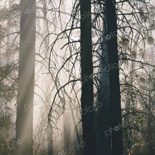 A controlled forest burn, a deliberate fire set to create a healthier and more…