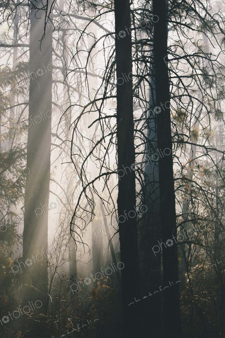 A controlled forest burn, a deliberate fire set to create a healthier and more…