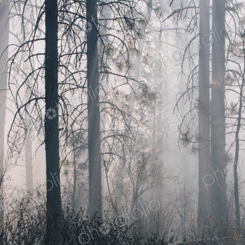 A controlled forest burn, a deliberate fire set to create a healthier and more…