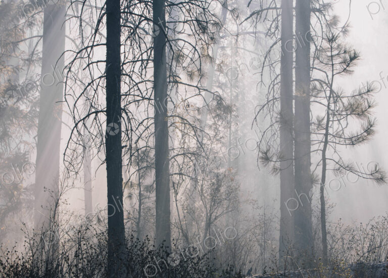 A controlled forest burn, a deliberate fire set to create a healthier and more…