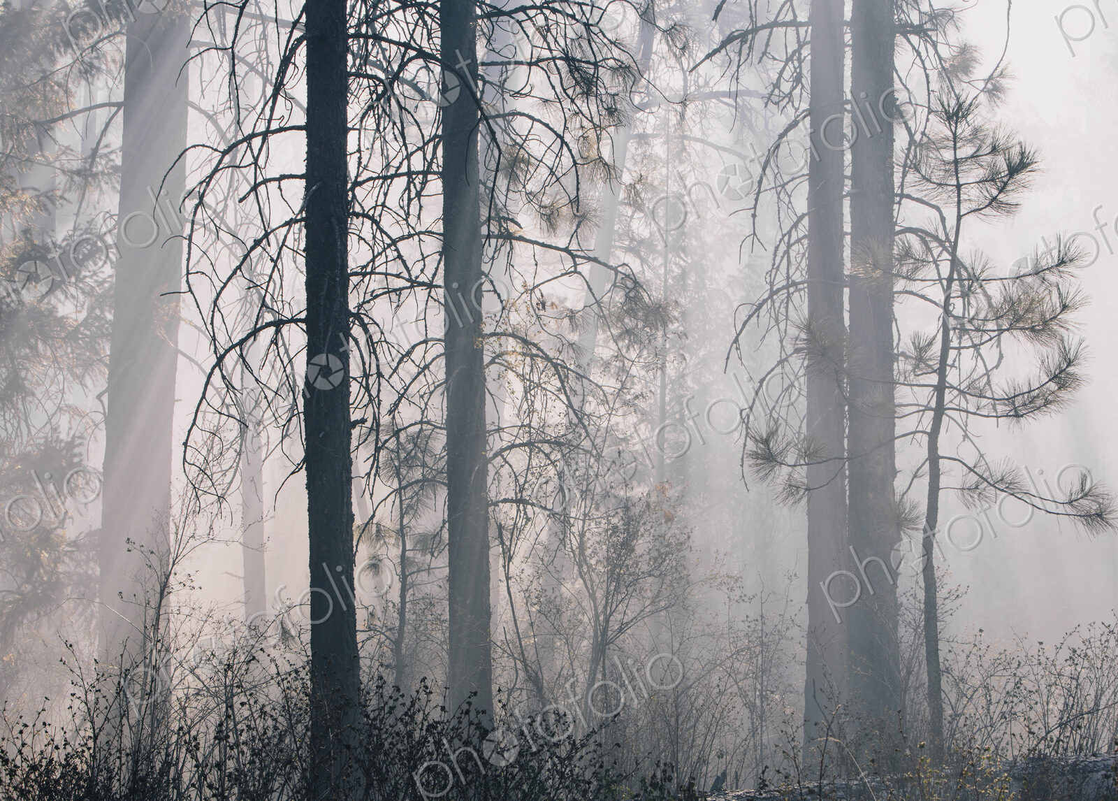 A controlled forest burn, a deliberate fire set to create a healthier and more…