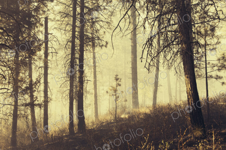 A controlled forest burn, a deliberate fire set to create a healthier and more…