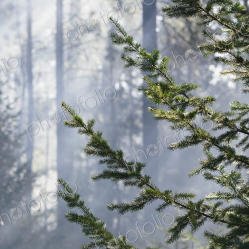 A controlled forest burn, a deliberate fire set to create a healthier and more… A controlled forest burn, a deliberate fire set to create a healthier and more…