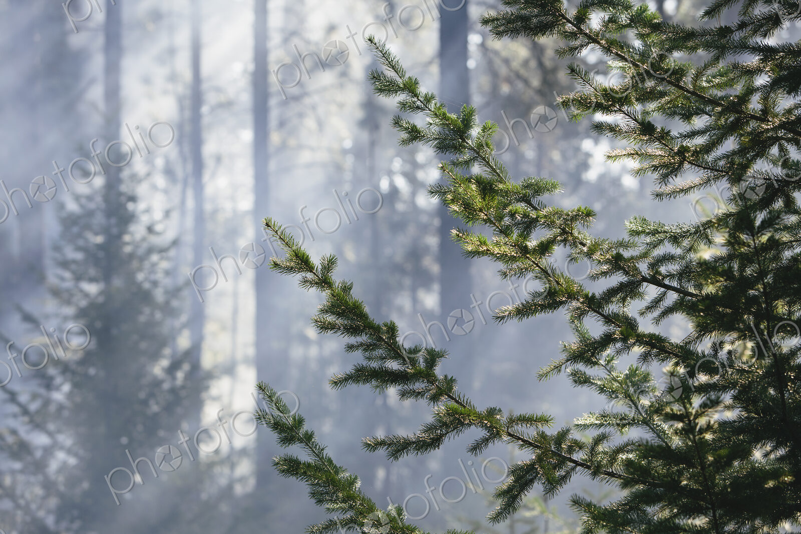 A controlled forest burn, a deliberate fire set to create a healthier and more…