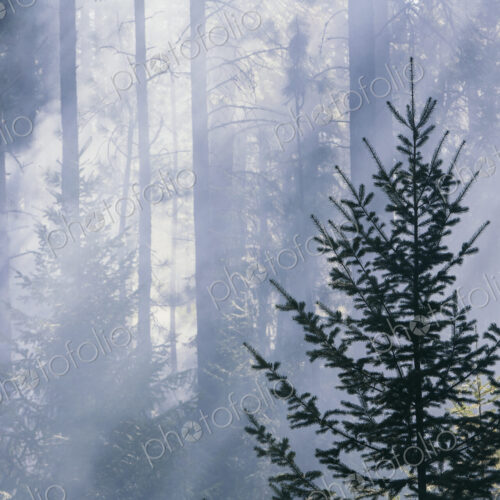 A controlled forest burn, a deliberate fire set to create a healthier and more… A controlled forest burn, a deliberate fire set to create a healthier and more…