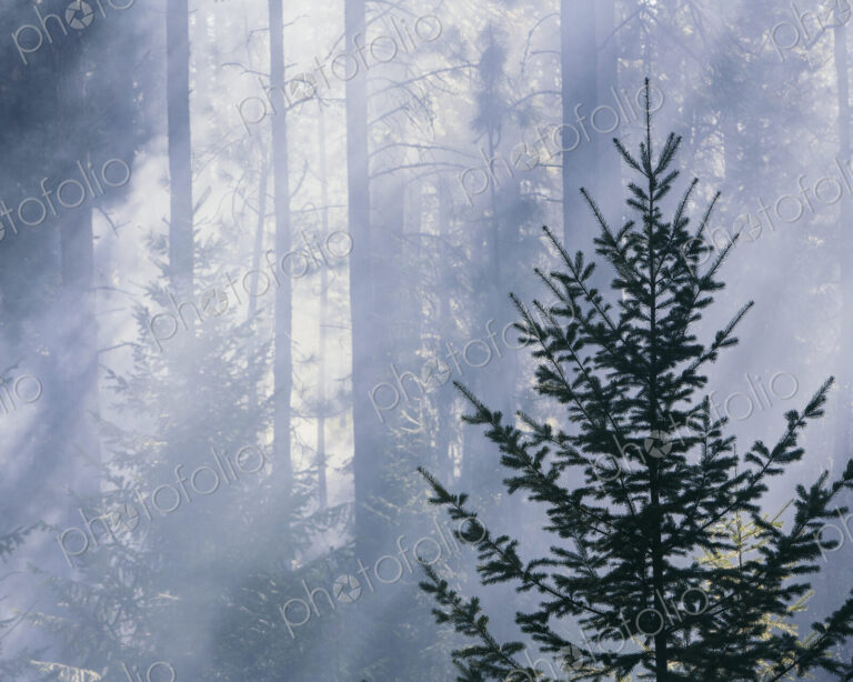 A controlled forest burn, a deliberate fire set to create a healthier and more…
