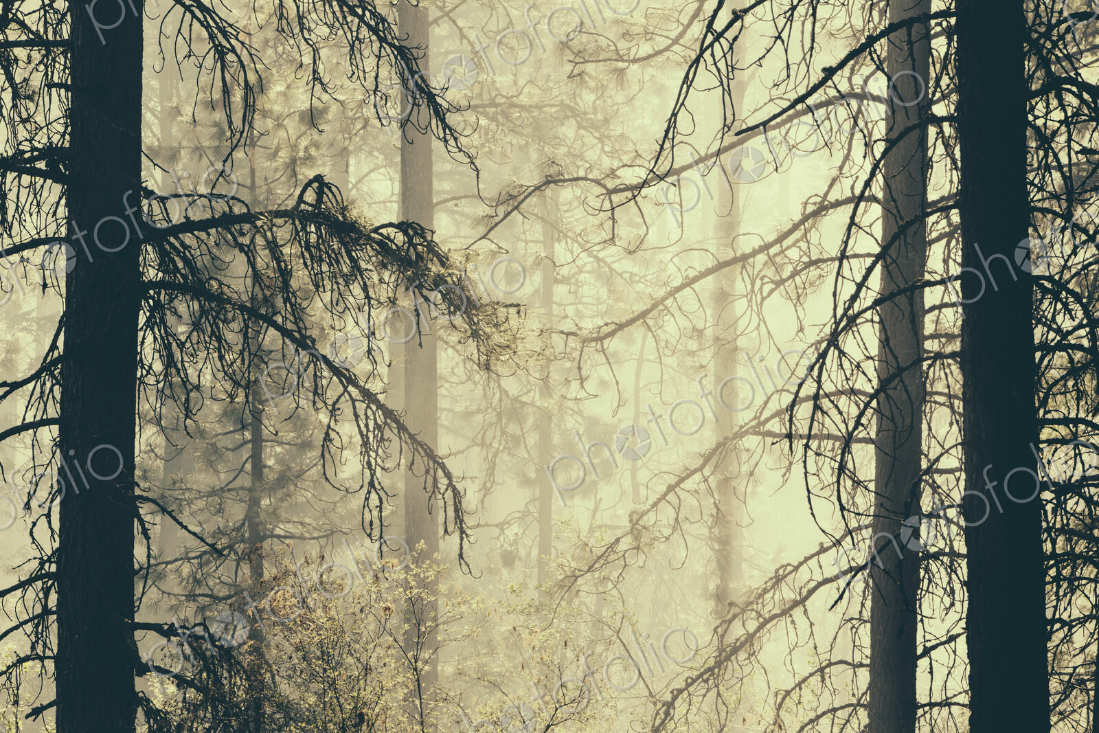 A controlled forest burn, a deliberate fire set to create a healthier and more…