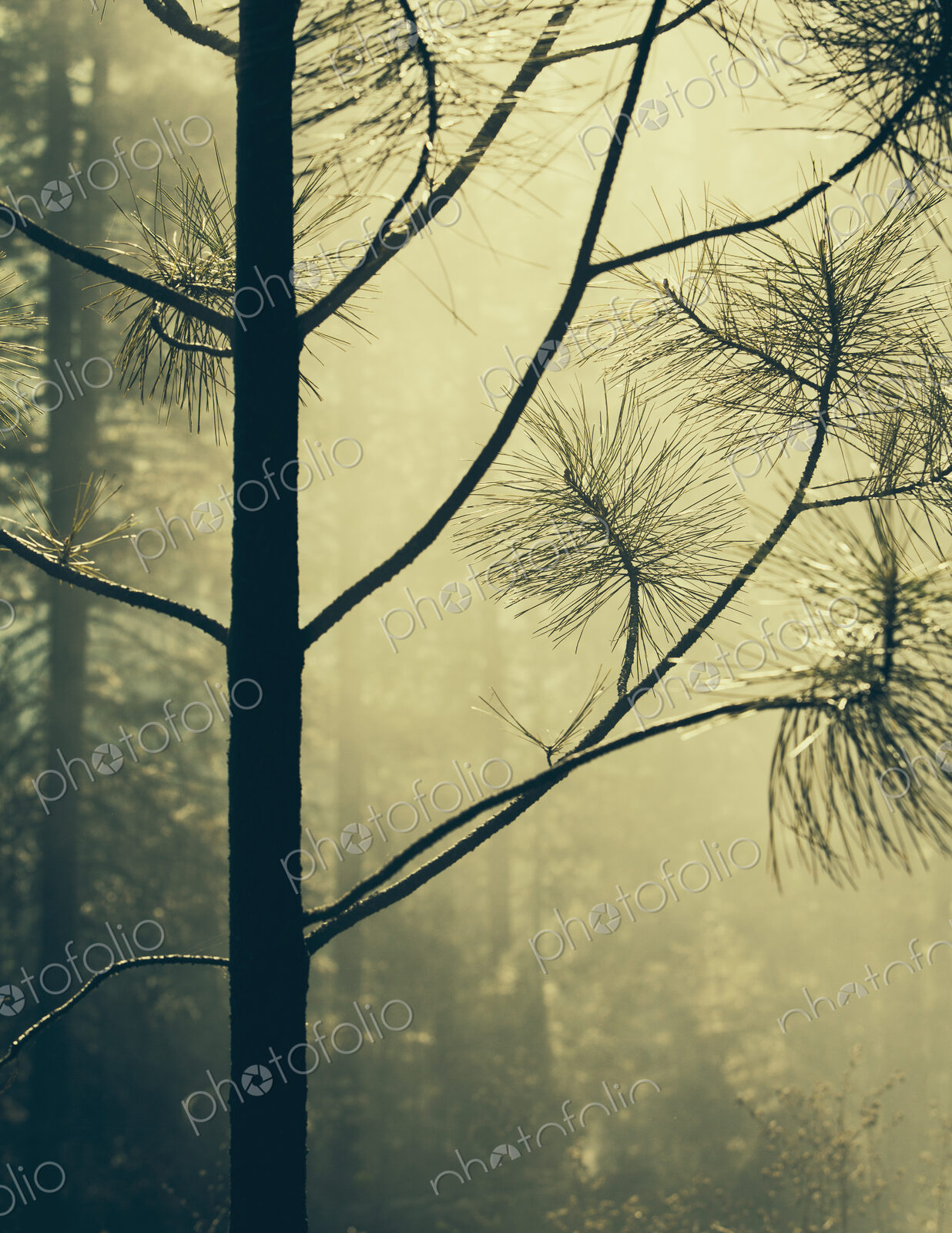 A controlled forest burn, a deliberate fire set to create a healthier and more…