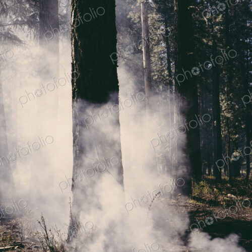 A controlled forest burn, a deliberate fire set to create a healthier and more… A controlled forest burn, a deliberate fire set to create a healthier and more…