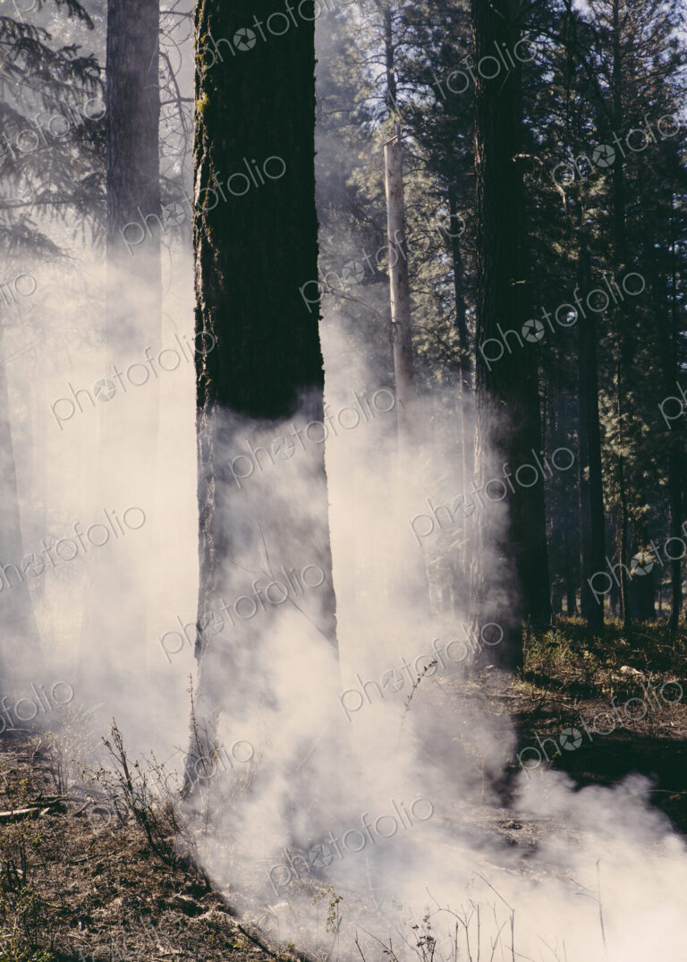 A controlled forest burn, a deliberate fire set to create a healthier and more…