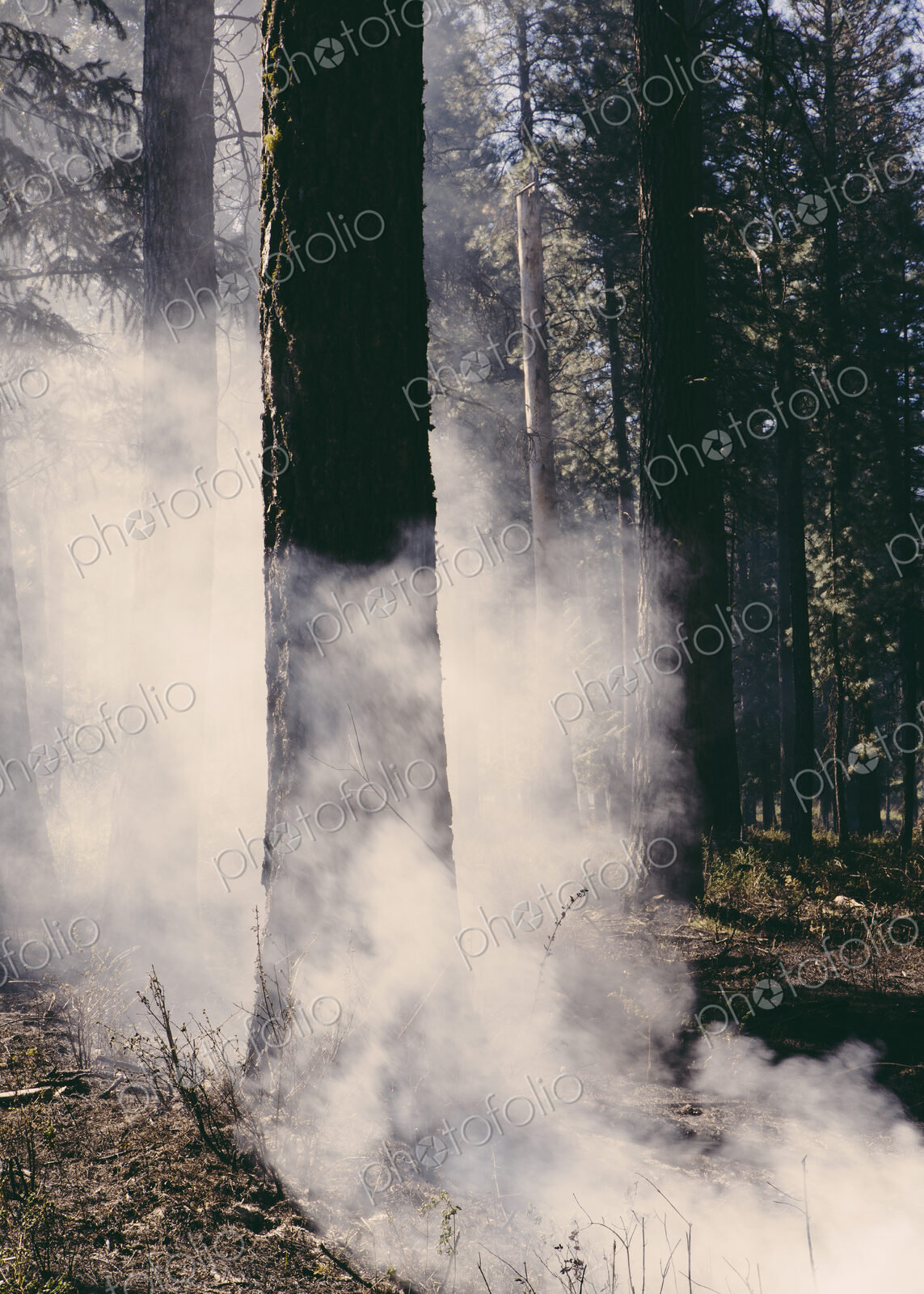 A controlled forest burn, a deliberate fire set to create a healthier and more…