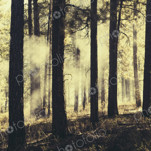 A controlled forest burn, a deliberate fire set to create a healthier and more… A controlled forest burn, a deliberate fire set to create a healthier and more…