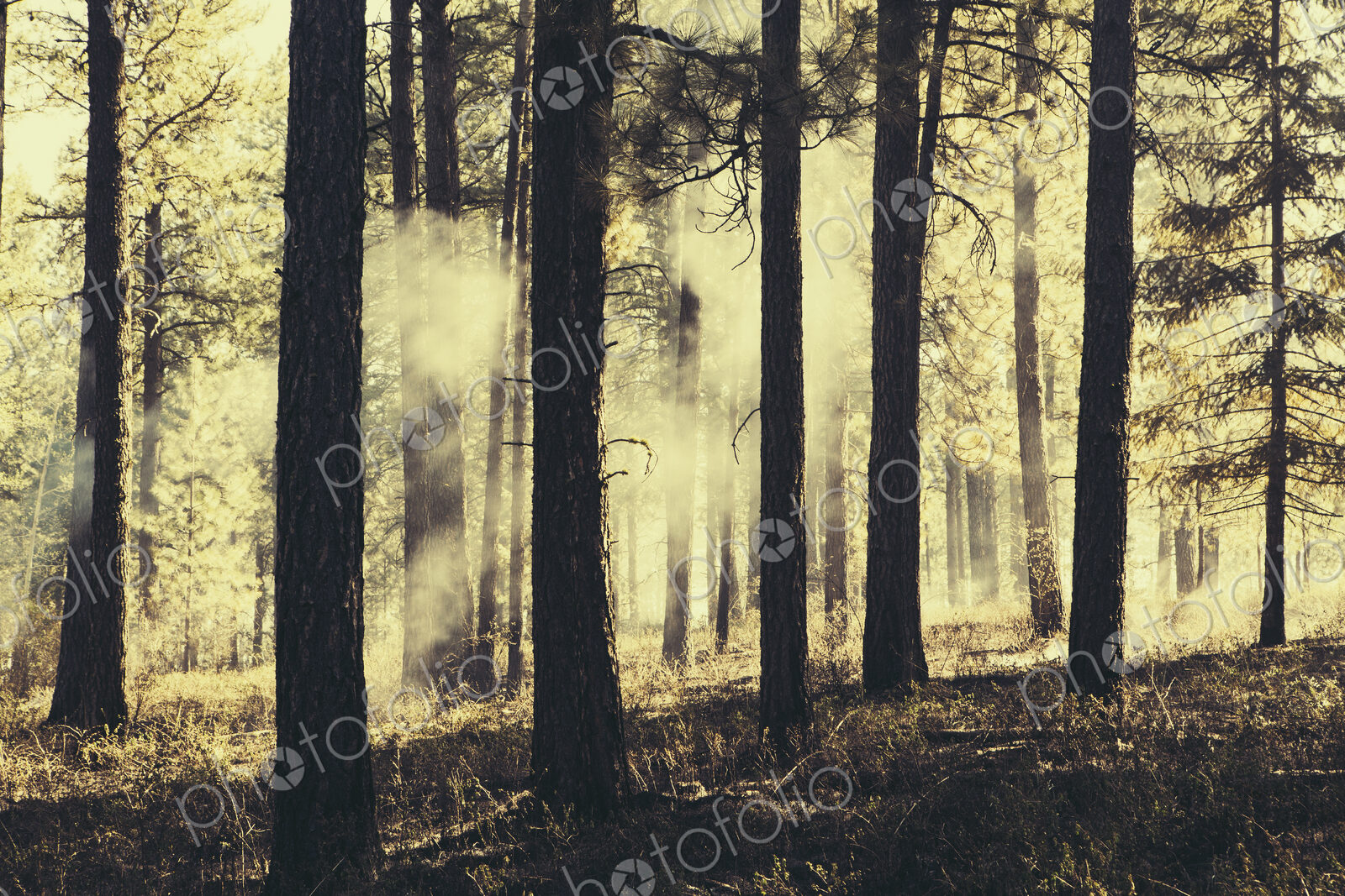 A controlled forest burn, a deliberate fire set to create a healthier and more…
