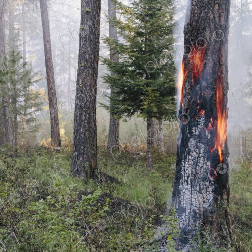 A controlled forest burn, a deliberate fire to encourage regrowth