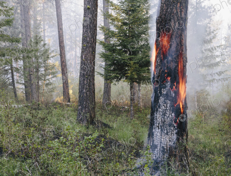 A controlled forest burn, a deliberate fire to encourage regrowth