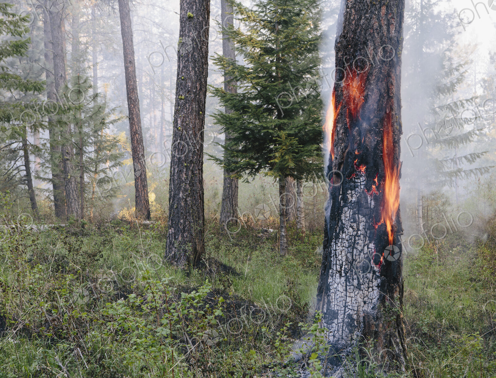 A controlled forest burn, a deliberate fire to encourage regrowth