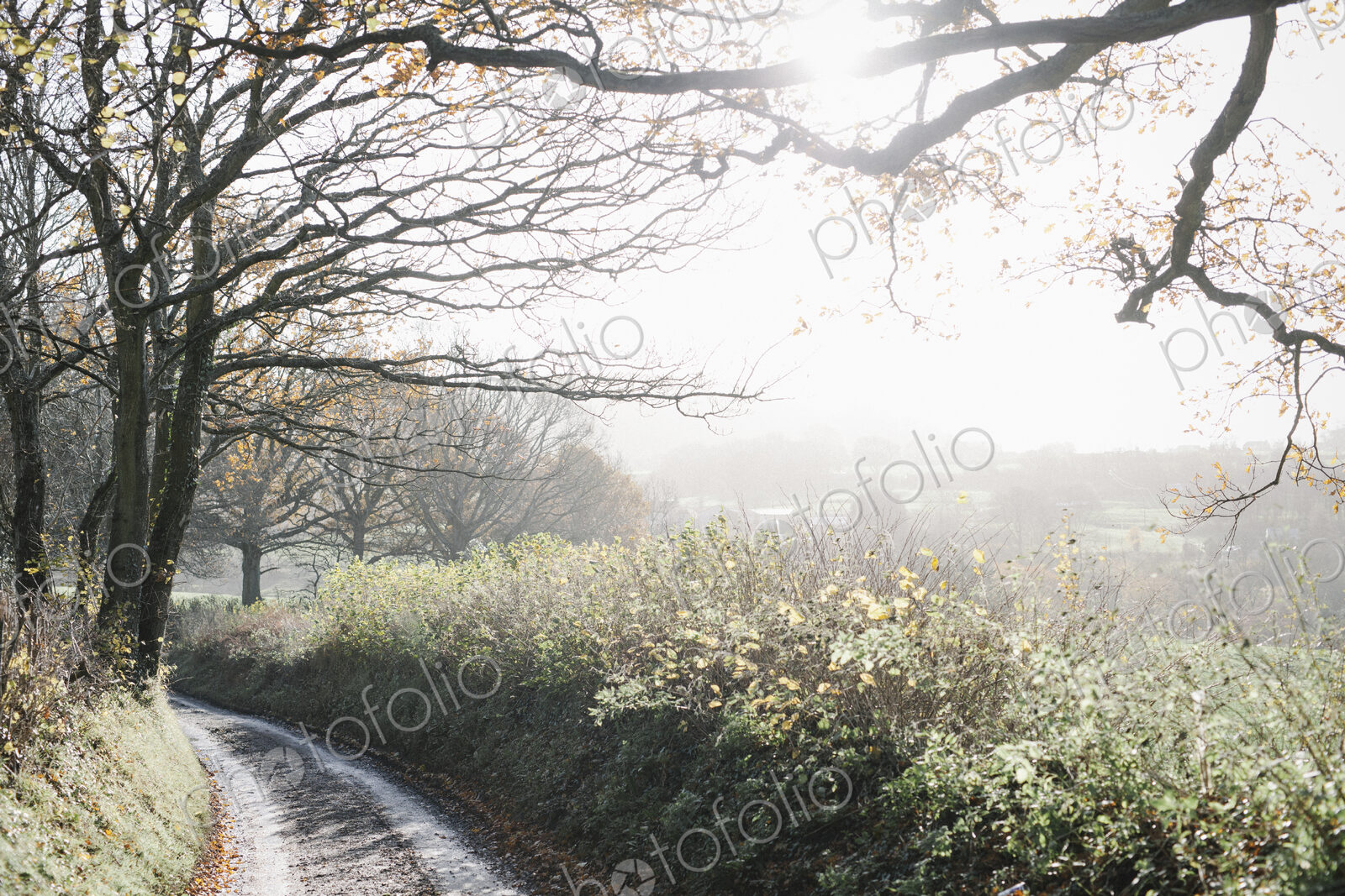 A country lane in winter.