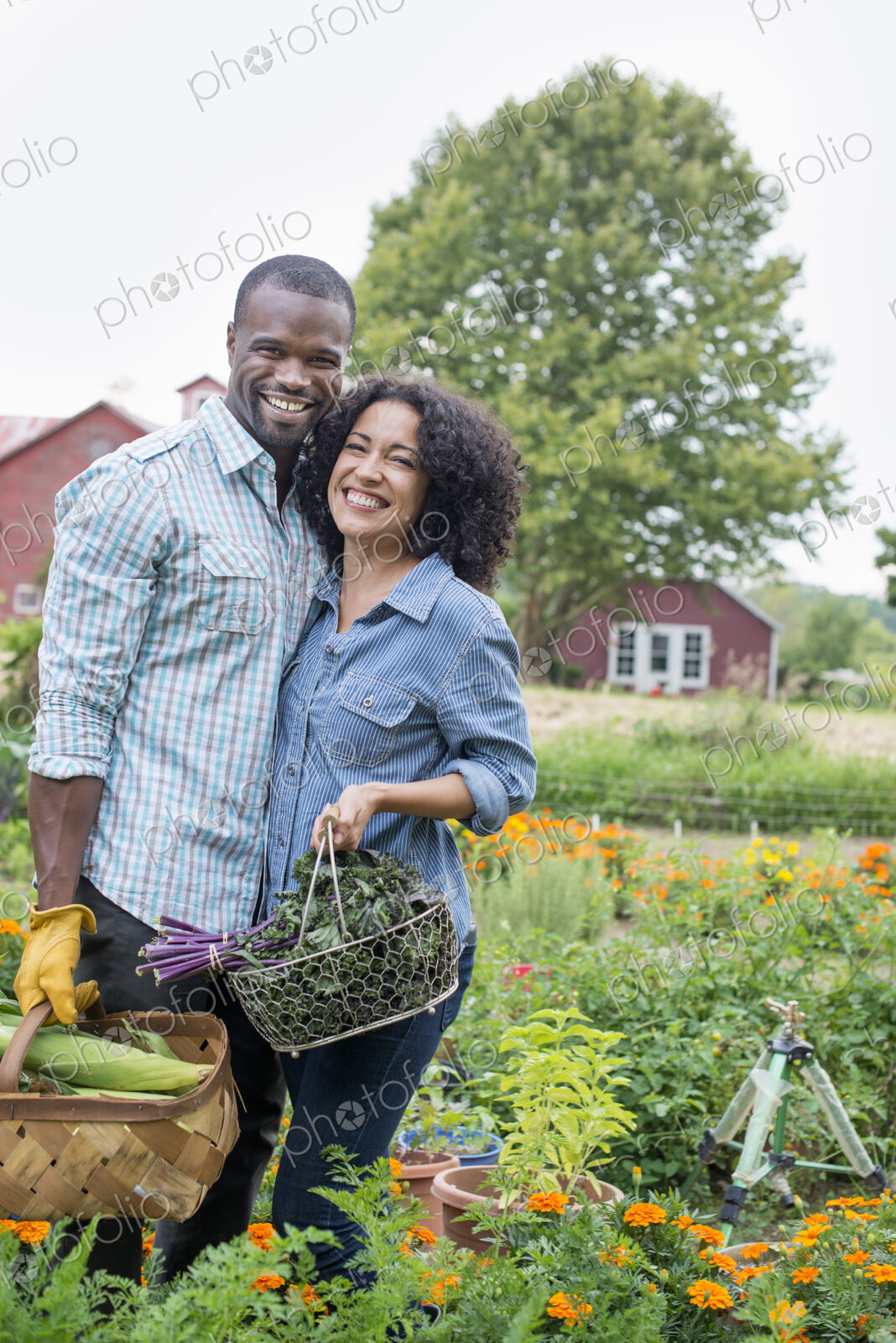 A couple carrying baskets of freshly harvested corn on the cob