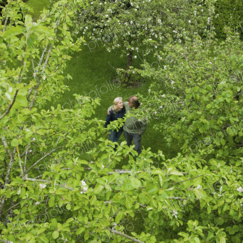 A couple viewed from a distance, strolling together in an orchard. A couple viewed from a distance, strolling together in an orchard.
