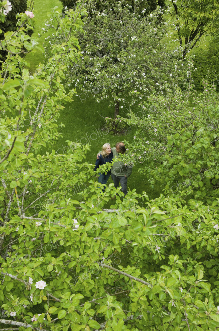 A couple viewed from a distance, strolling together in an orchard.