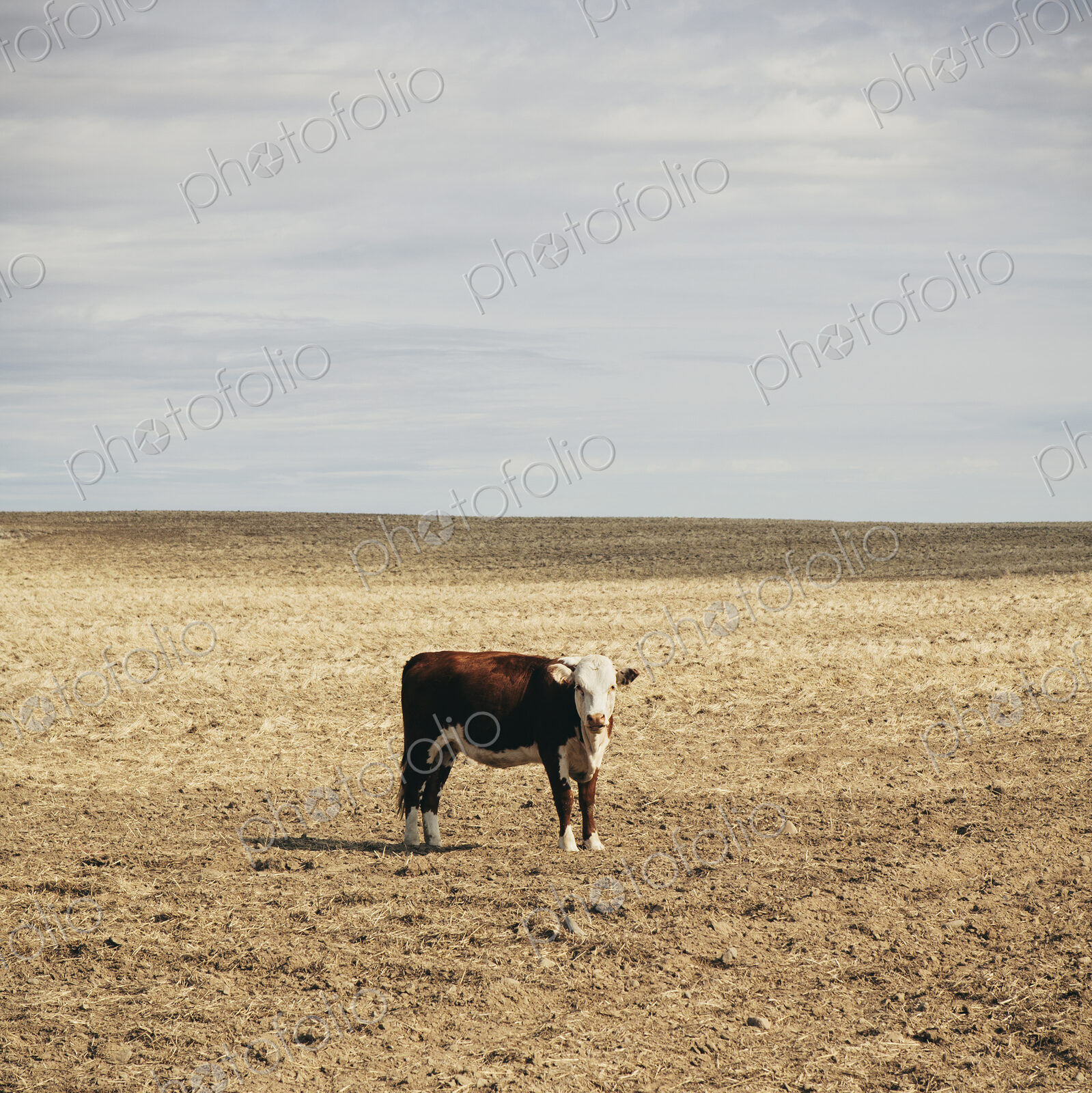 A cow standing in an open field in Palouse, in Whitman County, Washington, in the USA.
