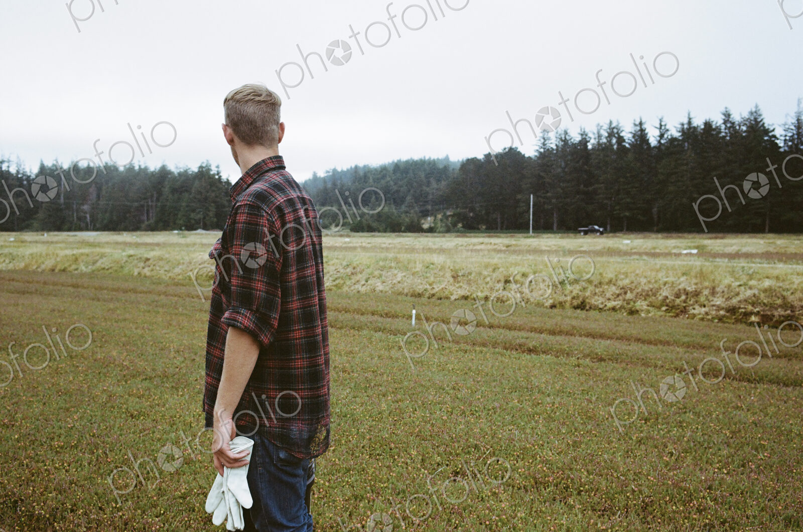 A cranberry farm in Massachusetts. Crops in the fields. A young man working on the…