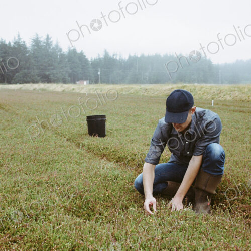 A cranberry farm in Massachusetts. Crops in the fields. A young man working on the… A cranberry farm in Massachusetts. Crops in the fields. A young man working on the…