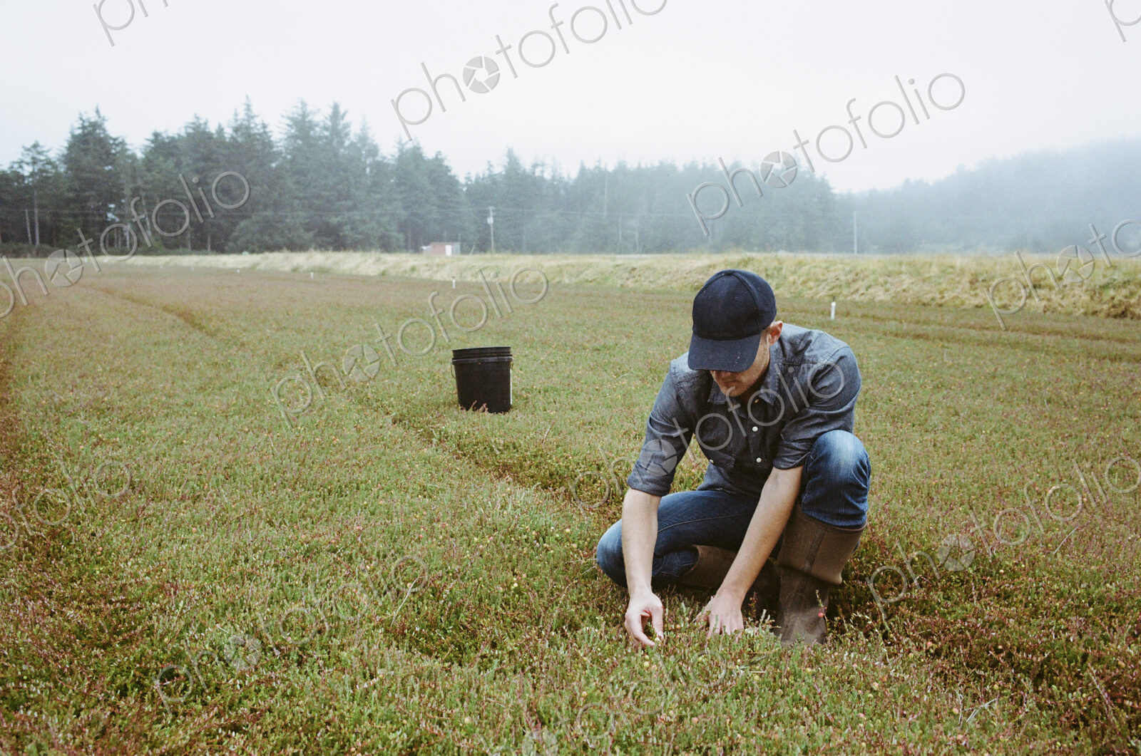 A cranberry farm in Massachusetts. Crops in the fields. A young man working on the…