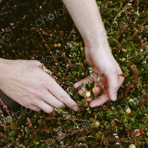 A cranberry farm in Massachusetts. Crops in the fields. A young man working on the… A cranberry farm in Massachusetts. Crops in the fields. A young man working on the…