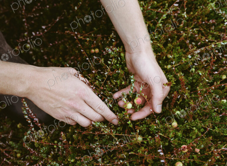 A cranberry farm in Massachusetts. Crops in the fields. A young man working on the…