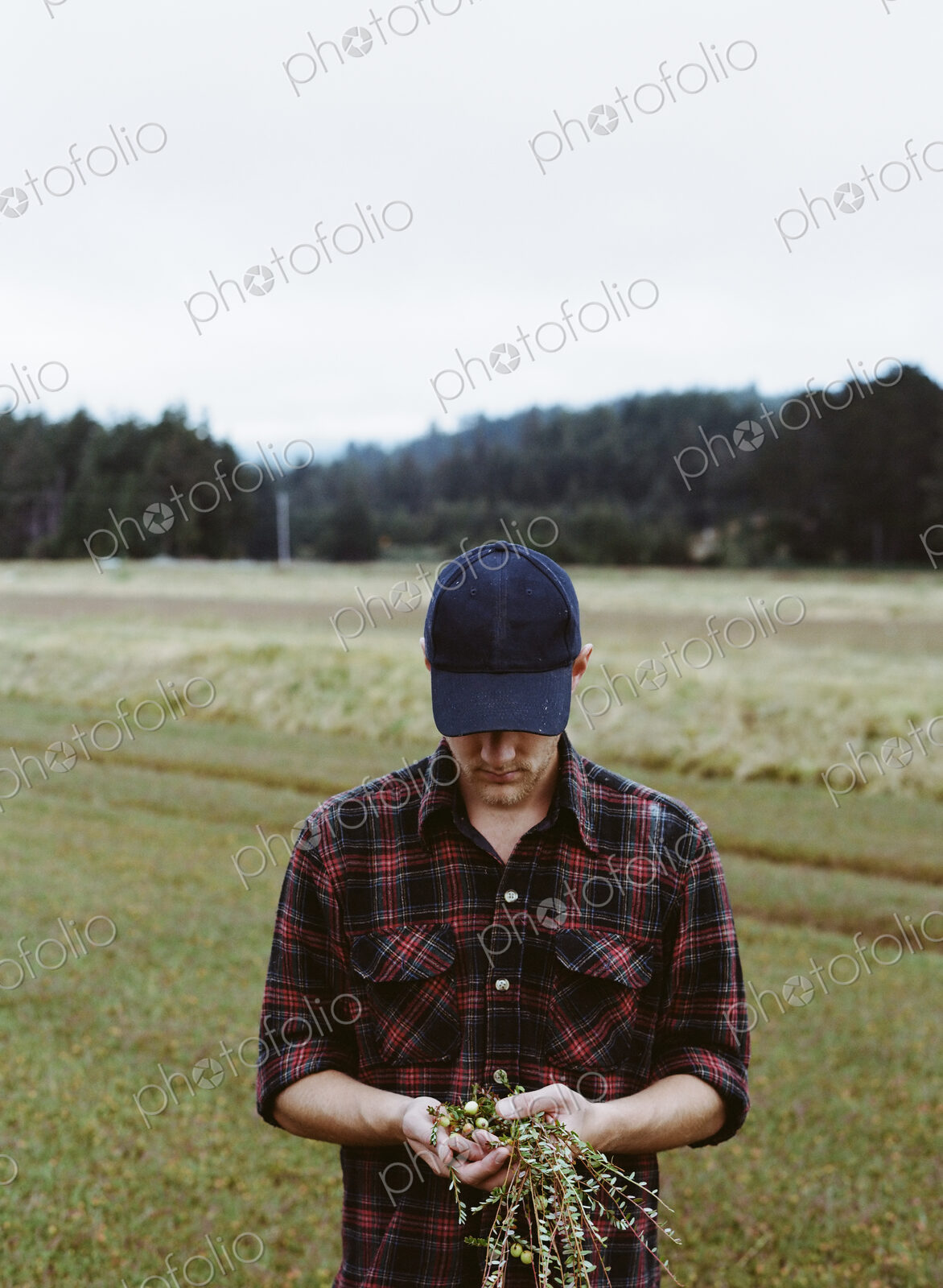 A cranberry farm in Massachusetts. Crops in the fields. A young man working on the…