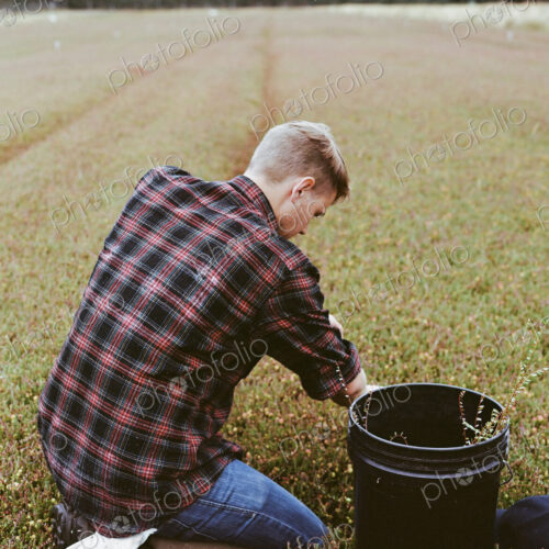 A cranberry farm in Massachusetts. Crops in the fields. A young man working on the… A cranberry farm in Massachusetts. Crops in the fields. A young man working on the…