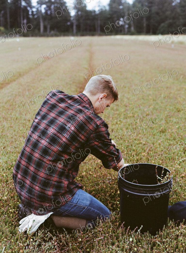 A cranberry farm in Massachusetts. Crops in the fields. A young man working on the…